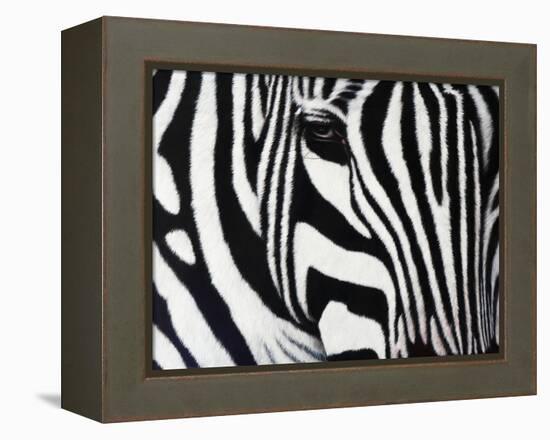 Zebra-null-Framed Premier Image Canvas