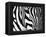 Zebra-null-Framed Premier Image Canvas