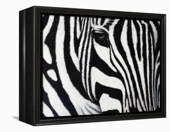 Zebra-null-Framed Premier Image Canvas