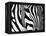 Zebra-null-Framed Premier Image Canvas