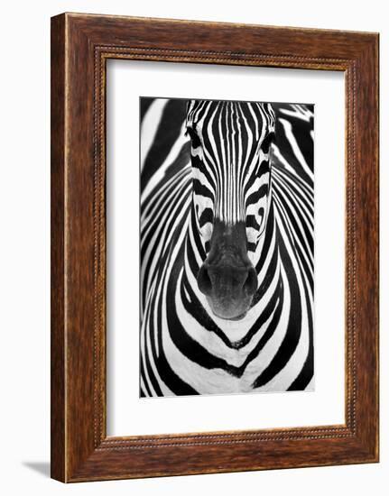 ZEBRA-Juan Luis Duran-Framed Photographic Print