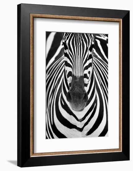 ZEBRA-Juan Luis Duran-Framed Photographic Print