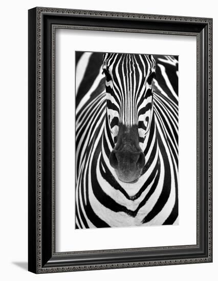 ZEBRA-Juan Luis Duran-Framed Photographic Print