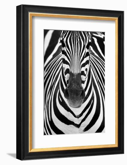 ZEBRA-Juan Luis Duran-Framed Photographic Print