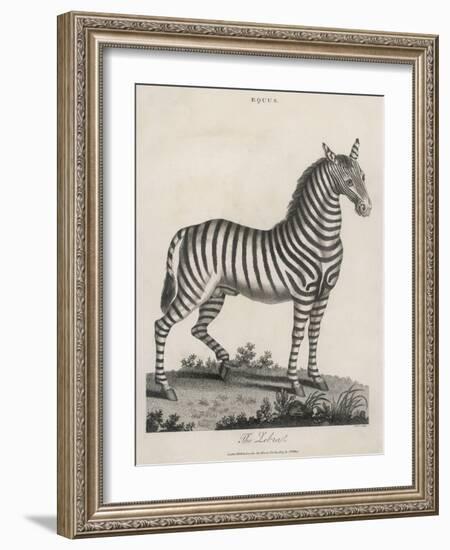 Zebra-J. Pass-Framed Art Print