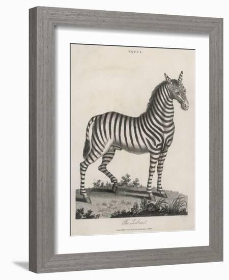 Zebra-J. Pass-Framed Art Print