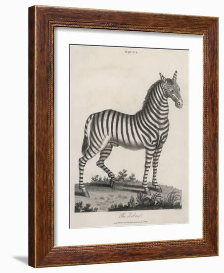 Zebra-J. Pass-Framed Art Print