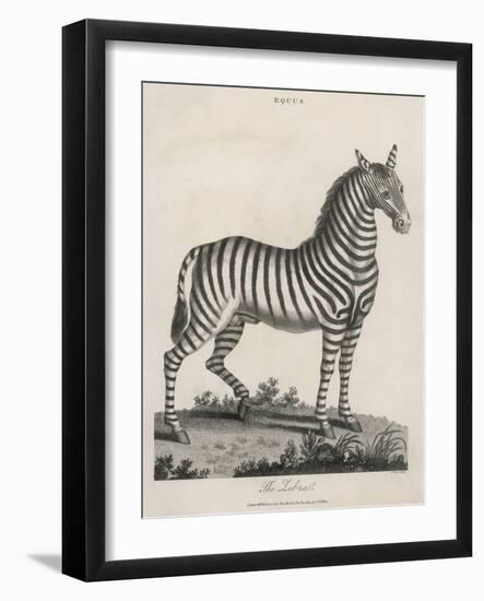 Zebra-J. Pass-Framed Art Print