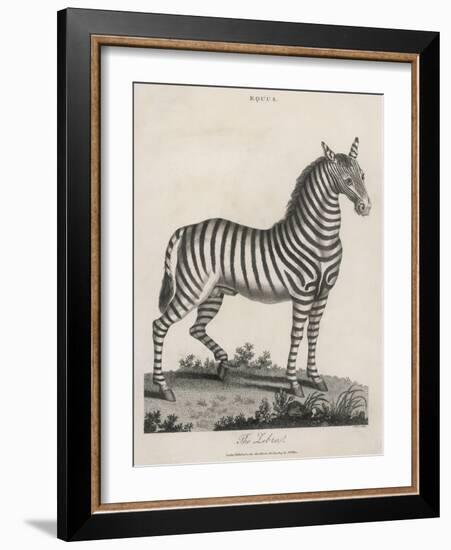 Zebra-J. Pass-Framed Art Print