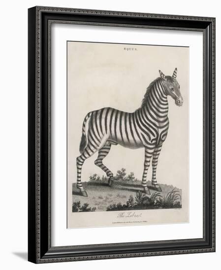 Zebra-J. Pass-Framed Art Print