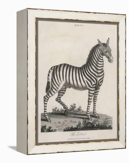 Zebra-J. Pass-Framed Stretched Canvas