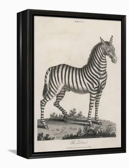 Zebra-J. Pass-Framed Stretched Canvas