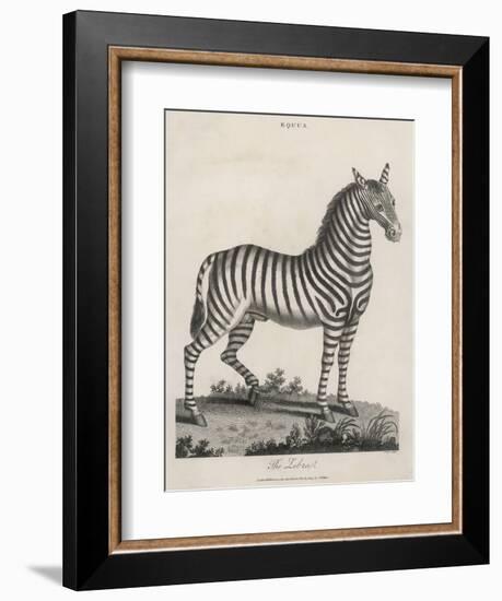 Zebra-J. Pass-Framed Art Print