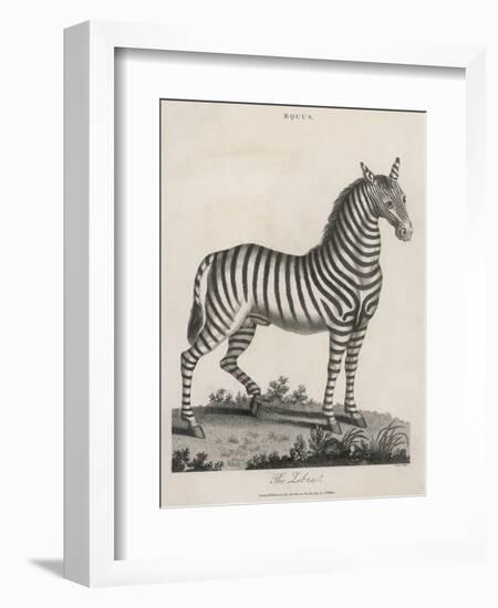 Zebra-J. Pass-Framed Art Print