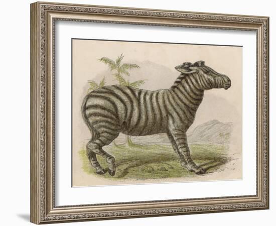 Zebra-Brittan-Framed Art Print