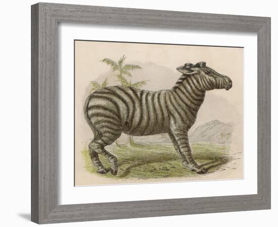 Zebra-Brittan-Framed Art Print