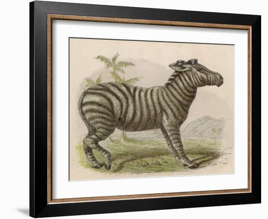 Zebra-Brittan-Framed Art Print