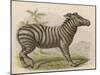 Zebra-Brittan-Mounted Art Print