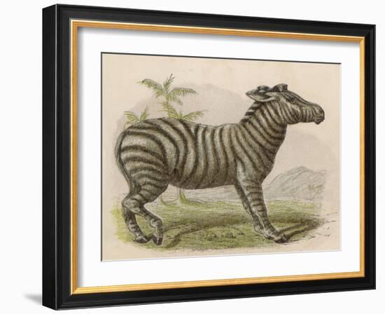 Zebra-Brittan-Framed Art Print