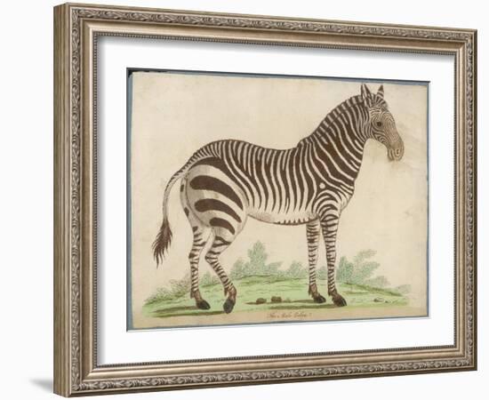 Zebra-null-Framed Art Print