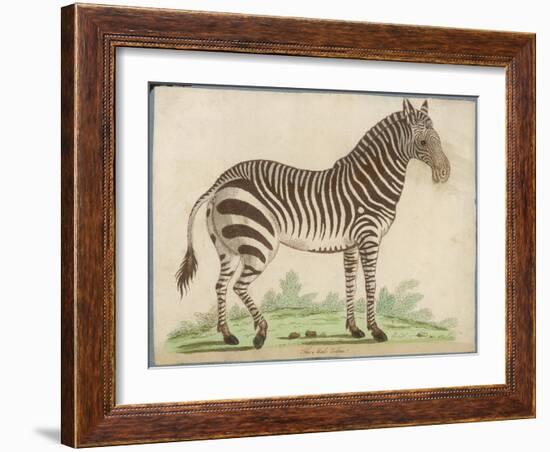 Zebra-null-Framed Art Print