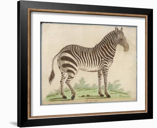 Zebra-null-Framed Art Print