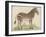 Zebra-null-Framed Art Print