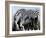 zebra-Whoartnow-Framed Giclee Print