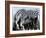 zebra-Whoartnow-Framed Giclee Print