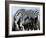 zebra-Whoartnow-Framed Giclee Print