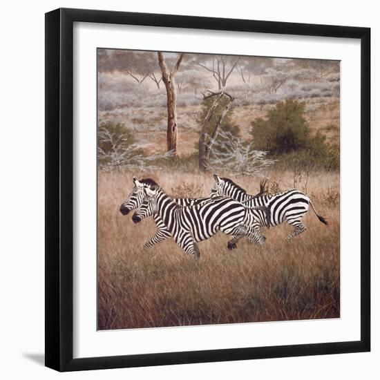 Zebra-David Knowlton-Framed Giclee Print