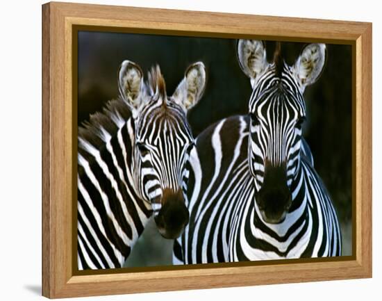 Zebras Africa-null-Framed Premier Image Canvas