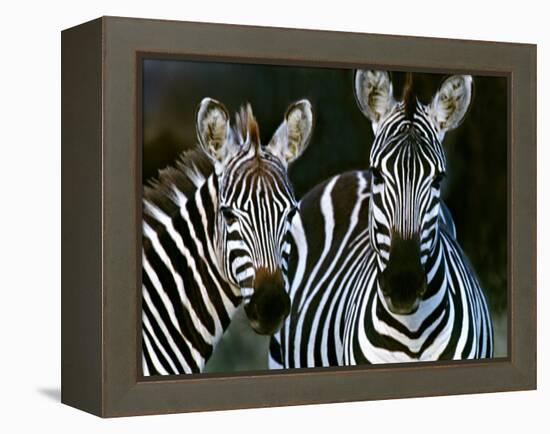 Zebras Africa-null-Framed Premier Image Canvas