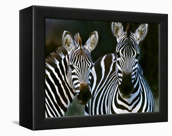 Zebras Africa-null-Framed Premier Image Canvas