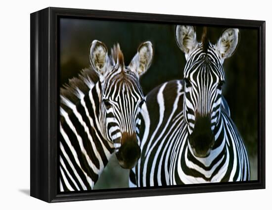 Zebras Africa-null-Framed Premier Image Canvas