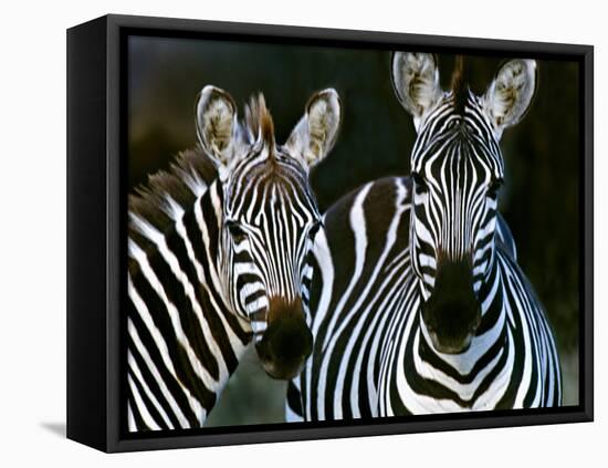 Zebras Africa-null-Framed Premier Image Canvas