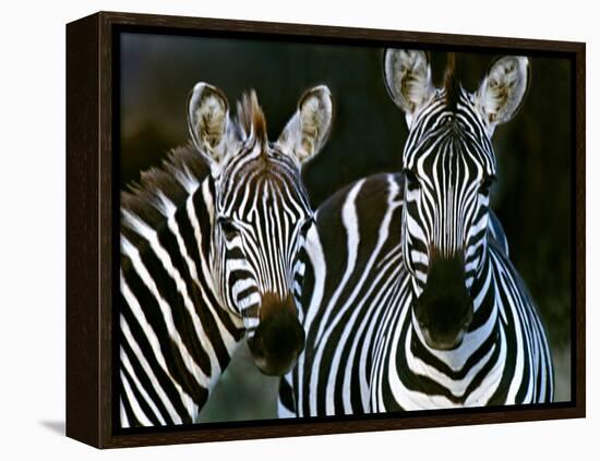 Zebras Africa-null-Framed Premier Image Canvas