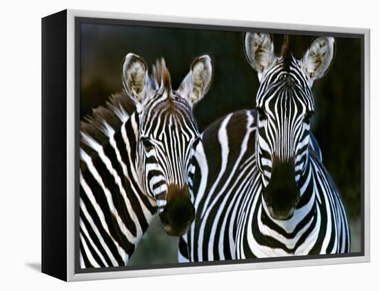 Zebras Africa-null-Framed Premier Image Canvas