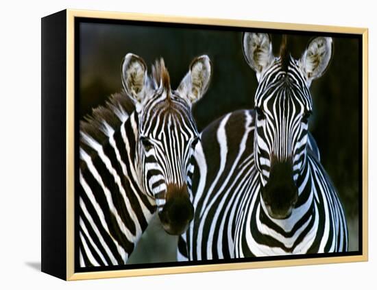 Zebras Africa-null-Framed Premier Image Canvas