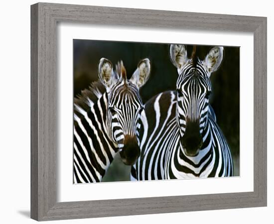 Zebras Africa-null-Framed Photographic Print