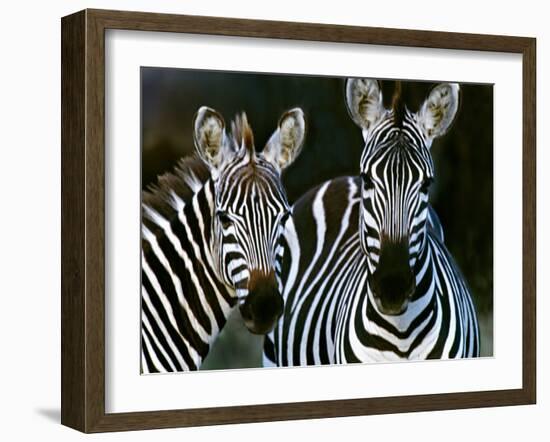 Zebras Africa-null-Framed Photographic Print