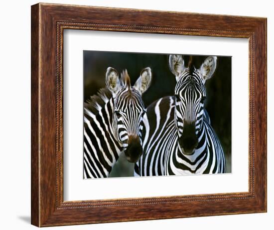 Zebras Africa-null-Framed Photographic Print