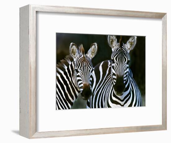 Zebras Africa-null-Framed Photographic Print