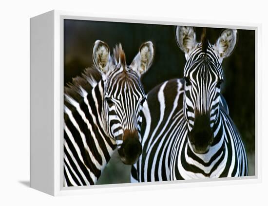 Zebras Africa-null-Framed Premier Image Canvas