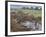 Zebras and Wildebeest at a Waterhole, Tanzania-null-Framed Photographic Print