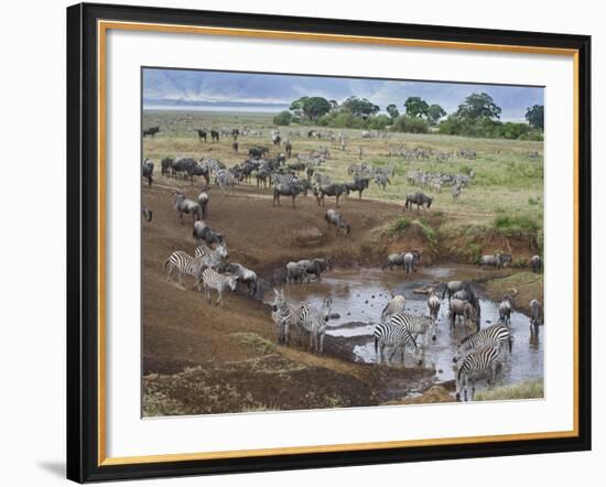 Zebras and Wildebeest at a Waterhole, Tanzania-null-Framed Photographic Print