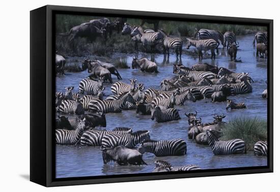 Zebras and Wildebeest at Water Hole-DLILLC-Framed Premier Image Canvas