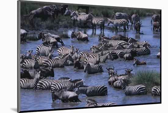 Zebras and Wildebeest at Water Hole-DLILLC-Mounted Photographic Print