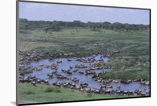 Zebras and Wildebeest at Water Hole-DLILLC-Mounted Photographic Print