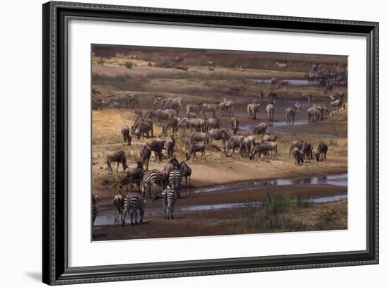 Zebras and Wildebeest Gathered near Water-DLILLC-Framed Photographic Print